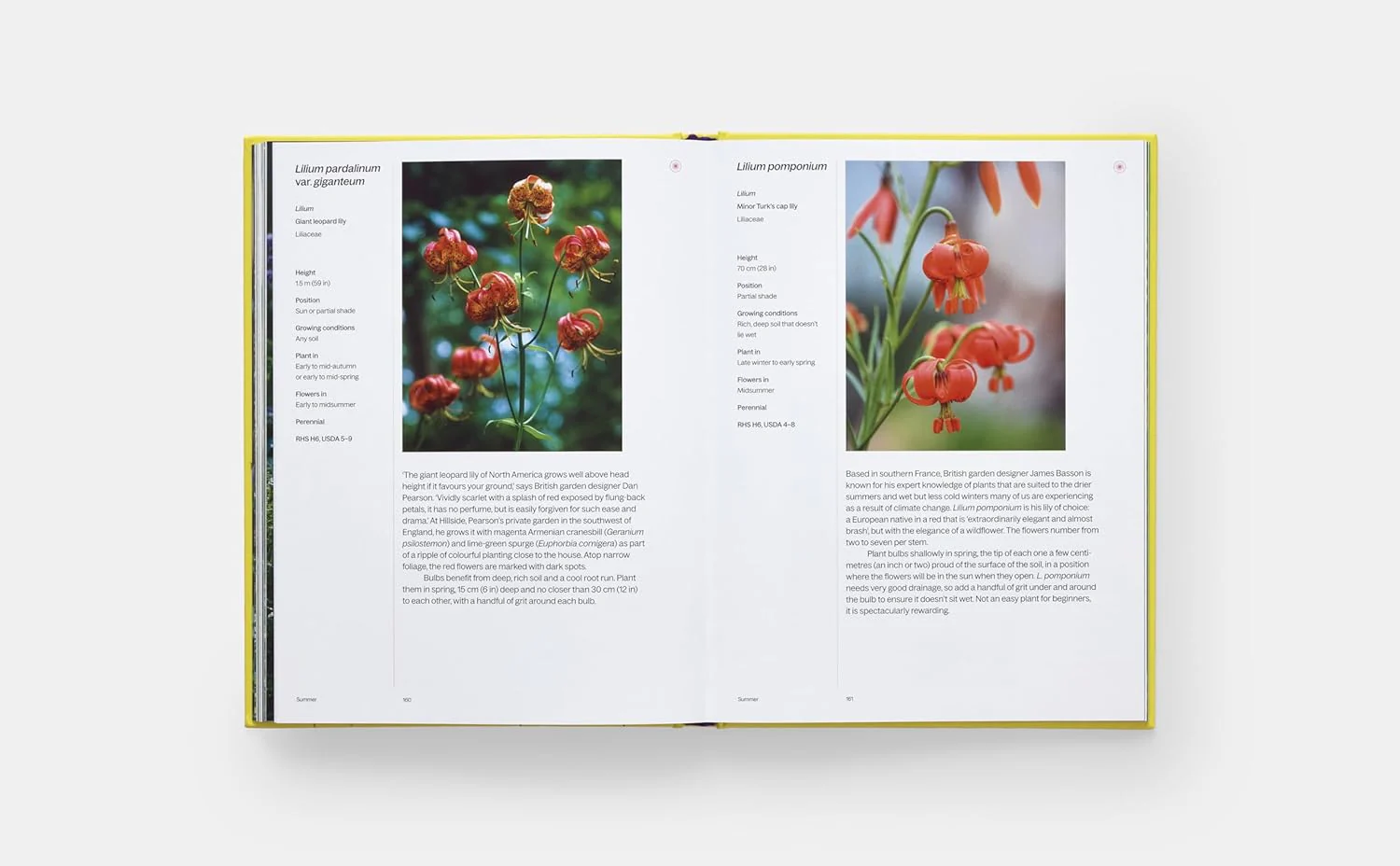 A Year in Bloom: Flowering Bulbs for Every Season - Image 8