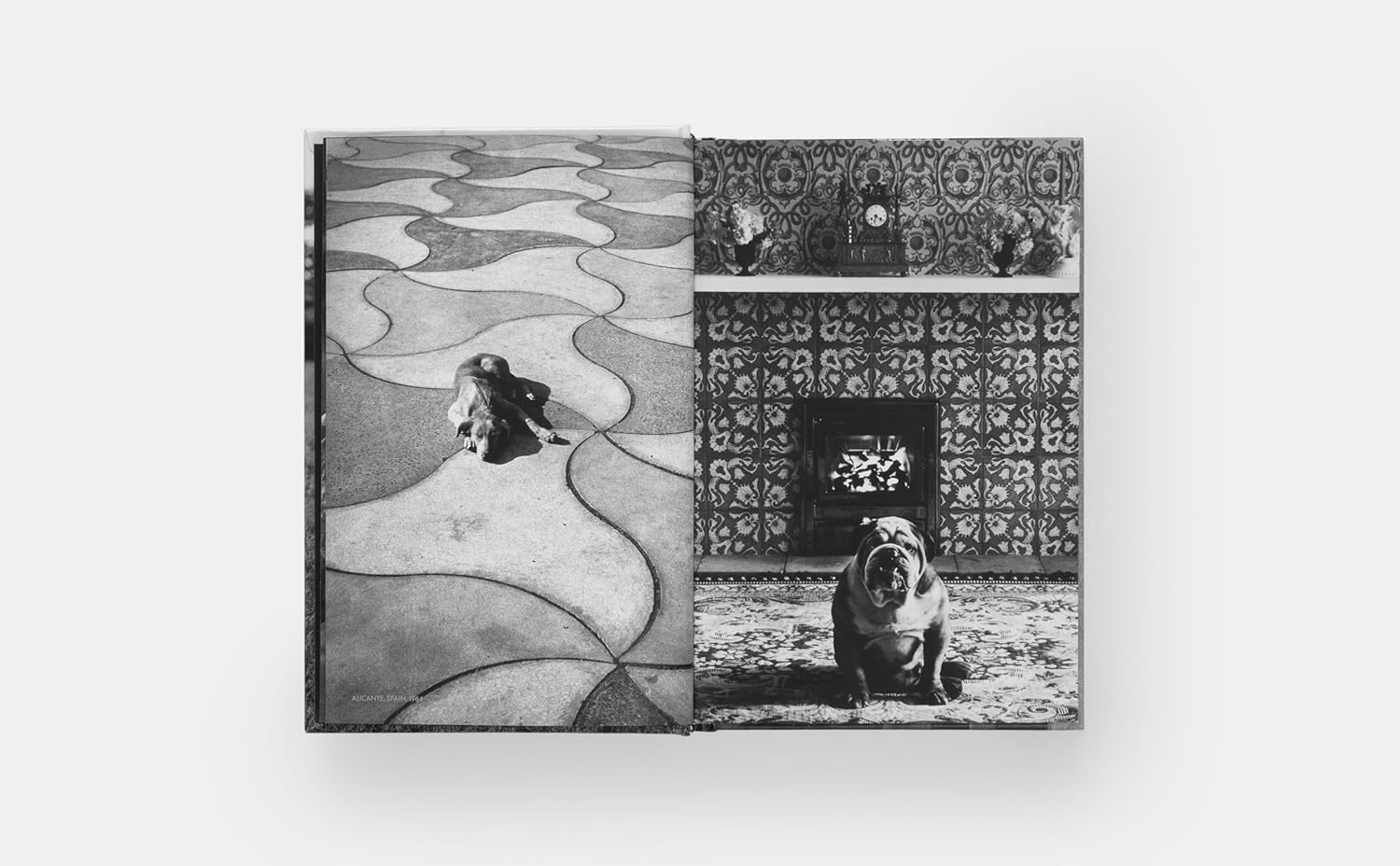 DogDogs - Image 4